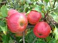 2013-0818-1405_Apples_22,3C